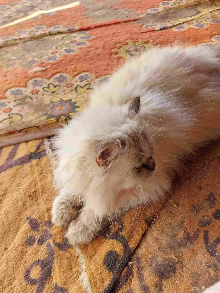 قطه شيرازي انثه للبيع عمره 6شهر هاديه 1