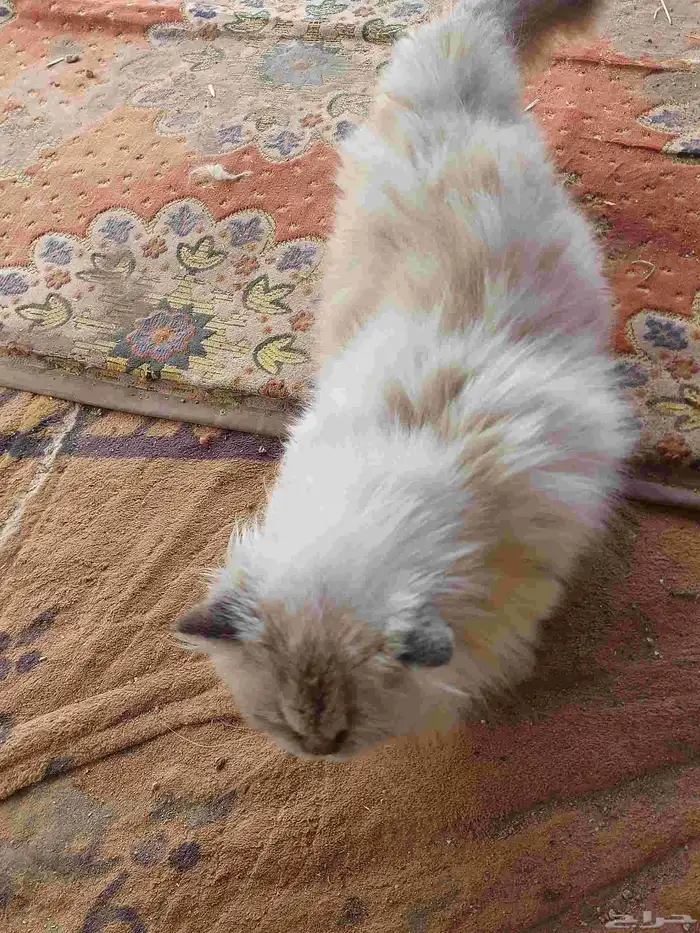 قطه شيرازي انثه للبيع عمره 6شهر هاديه 2