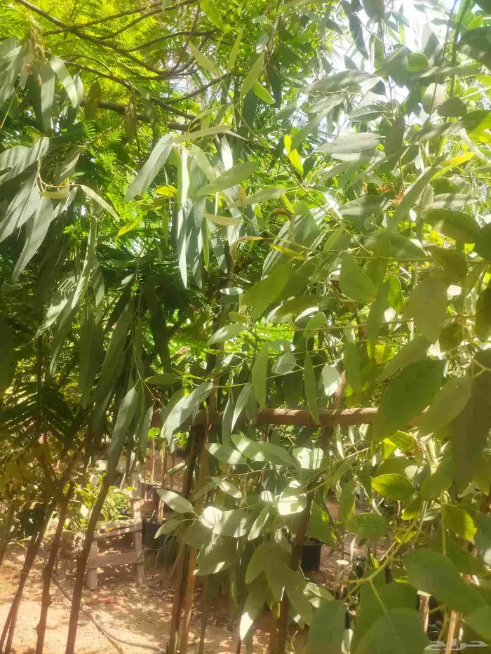 مشتل زراعي 12