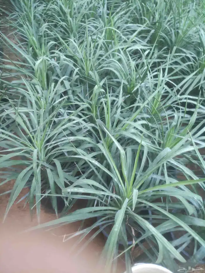 مشتل زراعي 11