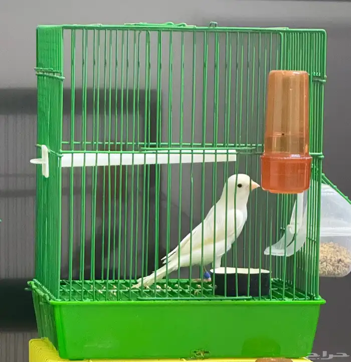 كناري ذكر مغرد 1