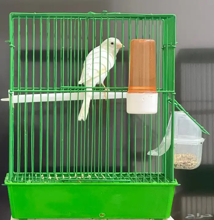 كناري ذكر مغرد 4