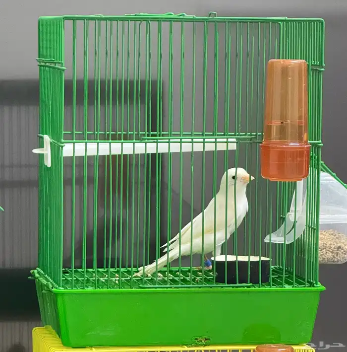 كناري ذكر مغرد 2