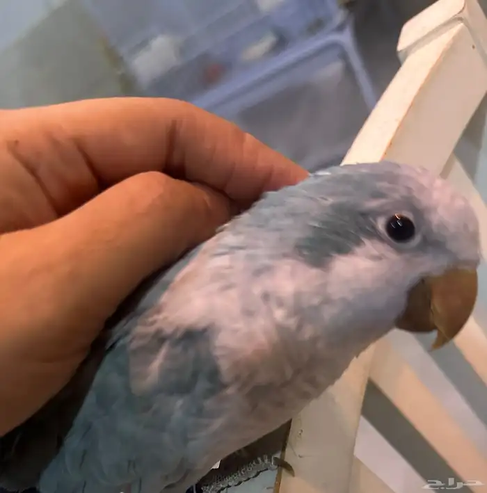 كويكر ازرق انثى اليفه 1