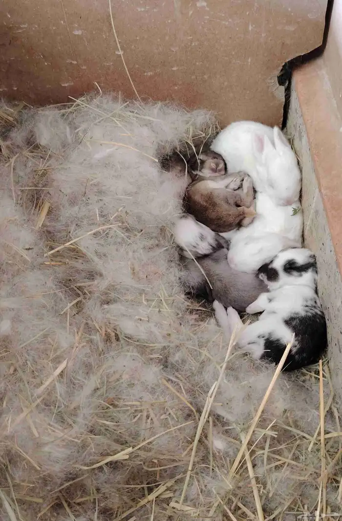 ارانب عمر 18 يوم 0