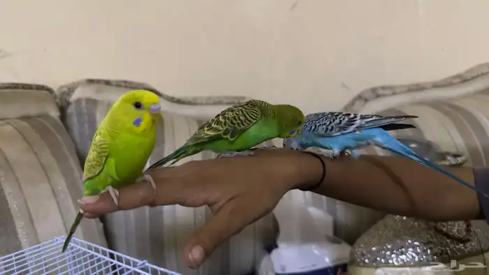 طيور الحب بادجي 0