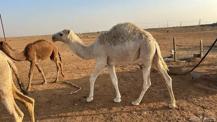 حاشي تسع شهور ناهي برسيم وشعير 0