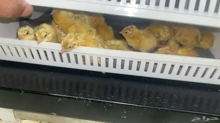 صوص سمان تكساس الأمريكي 0