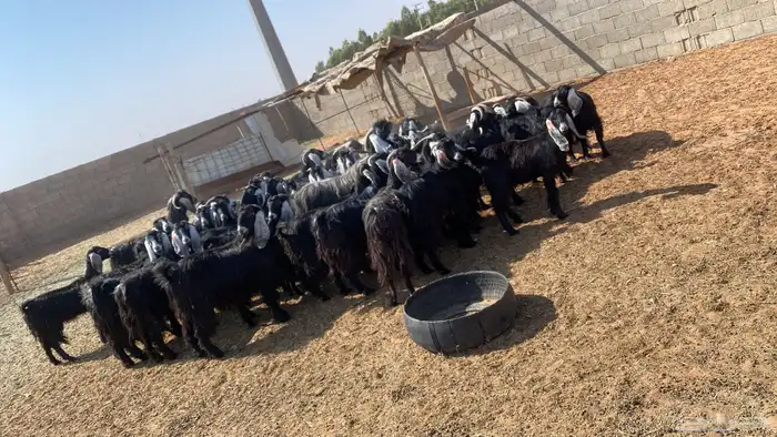 معزاء عوارض 1