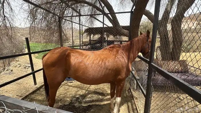 خيل انجليزي للبيع لعدم التفرغ. 0