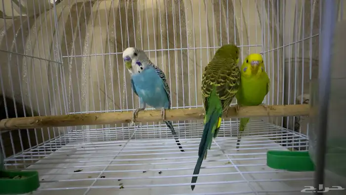 طيور الحب بادجي 2