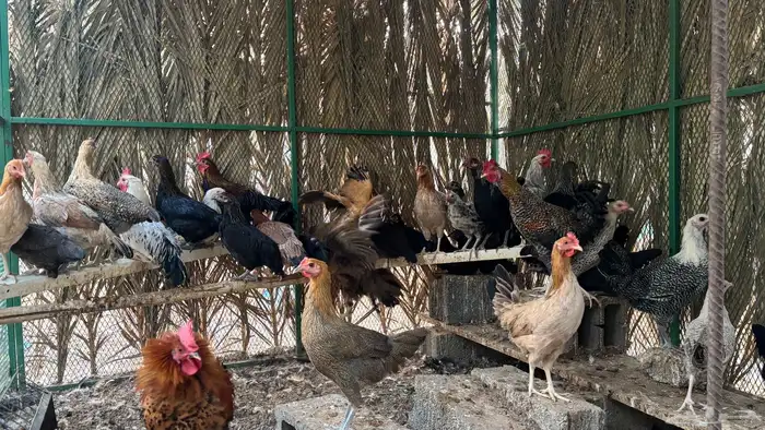 دجاج وديكه 2