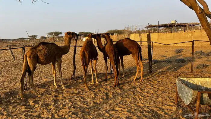 قعدان للبيع 2