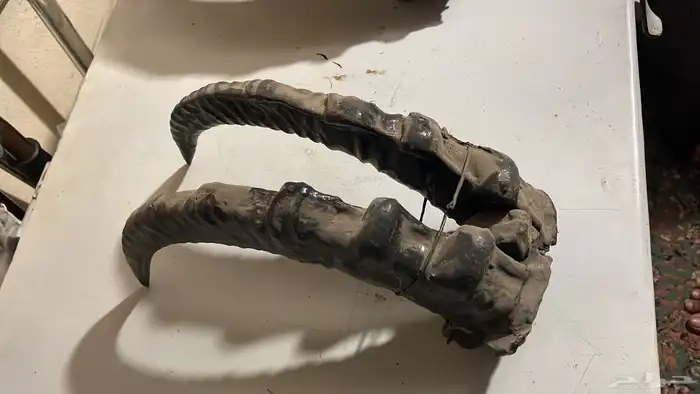 قرون وعل طبيعي 4