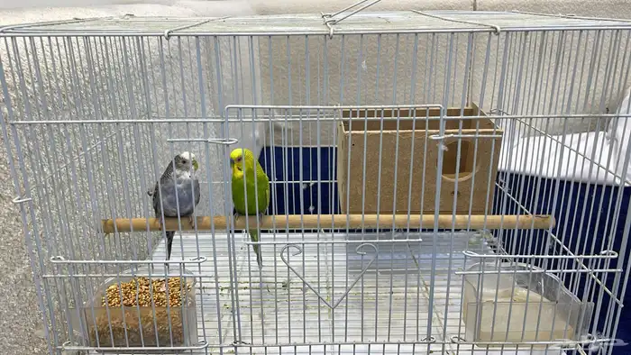 طيور بادجي جديدة ماشاء الله تبارك الله مع بيت وقفص 2