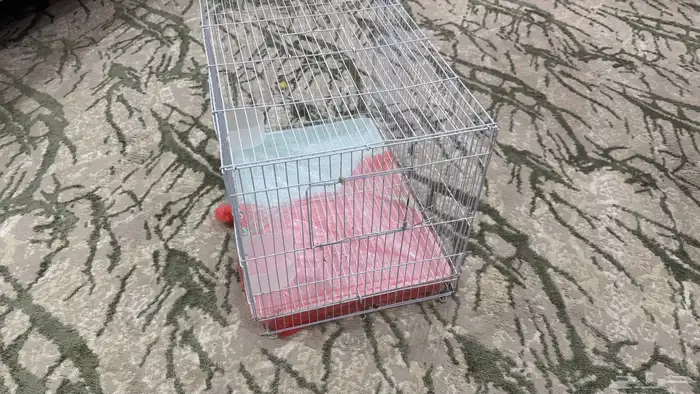 للبيع قفص 601 اخو الجديد 1