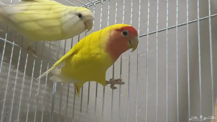 جوز روز منتج 0