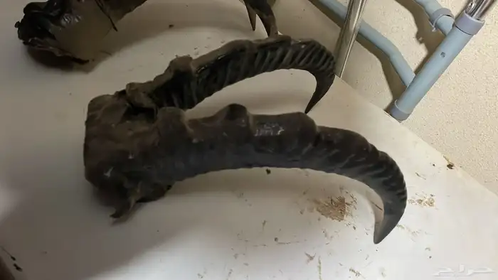 قرون وعل طبيعي 1