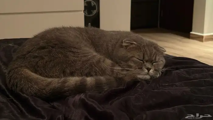 قط ضايع بالدمام حي النزهة 5