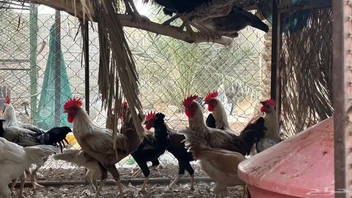 دجاج وديكه 7