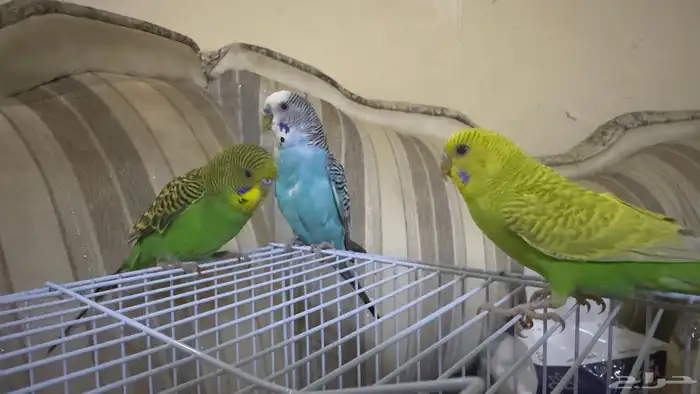 طيور الحب بادجي 3