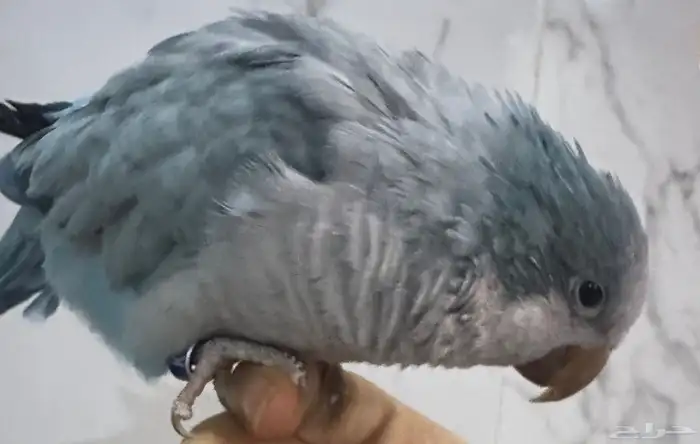 كويكر ازرق انثى اليفه 4