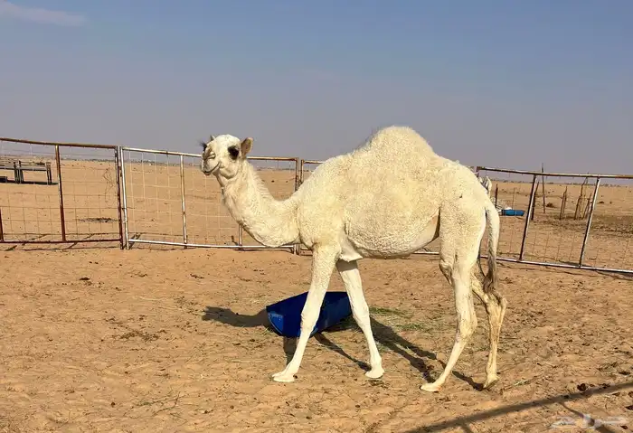 بكره السن 8 1