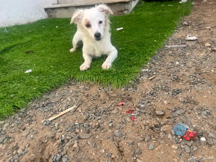 كلاب مالتيز 1