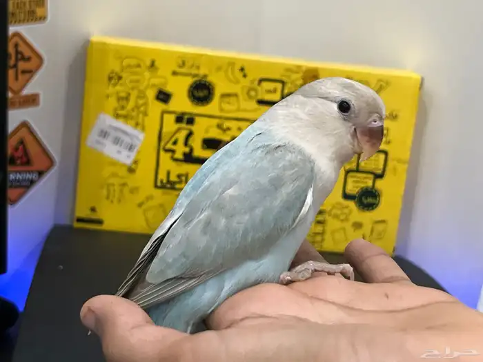 روز اليف وهدد تم البيع 5