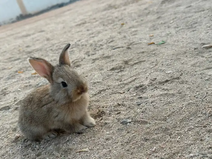 ارانب لي البيع 9