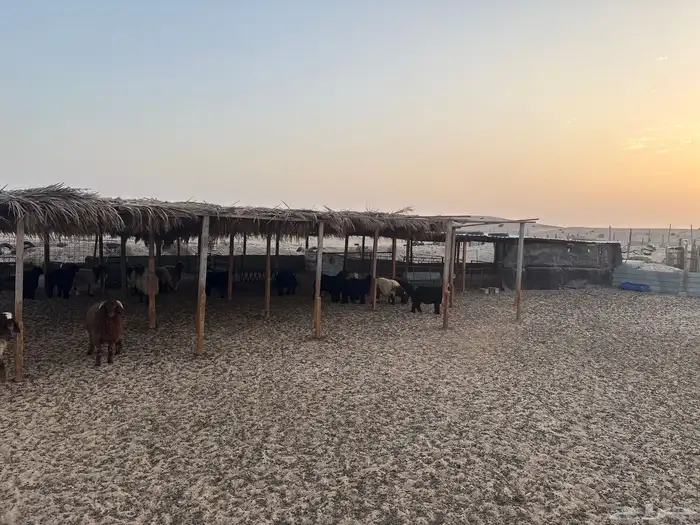 عزبه شمال سوق الغنم بالاحساء 14