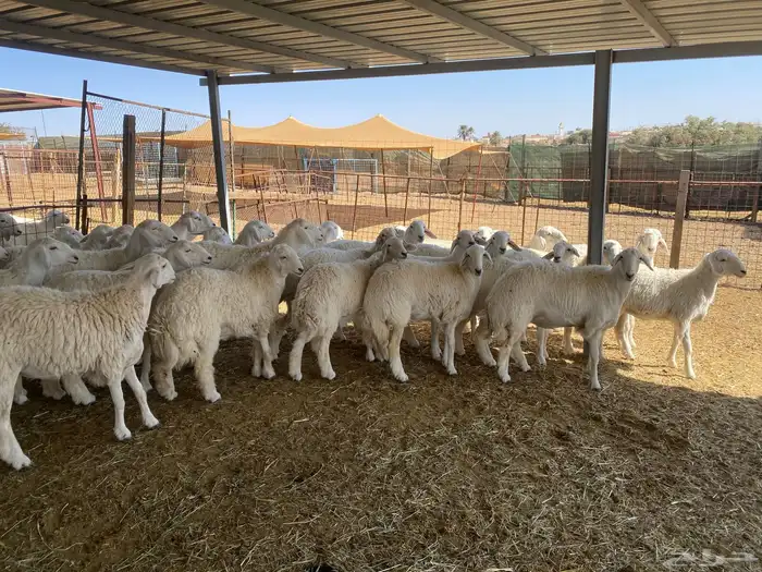 ( رخال جذعات دفيع مشروطة ) 3