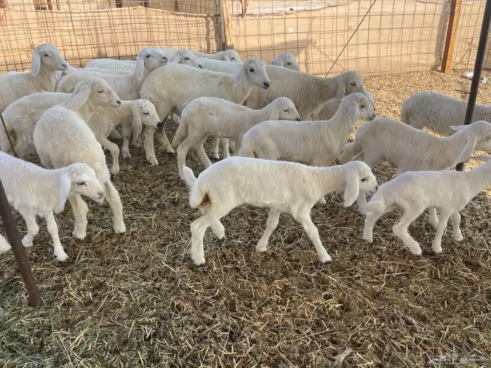 غنم خلفات 15