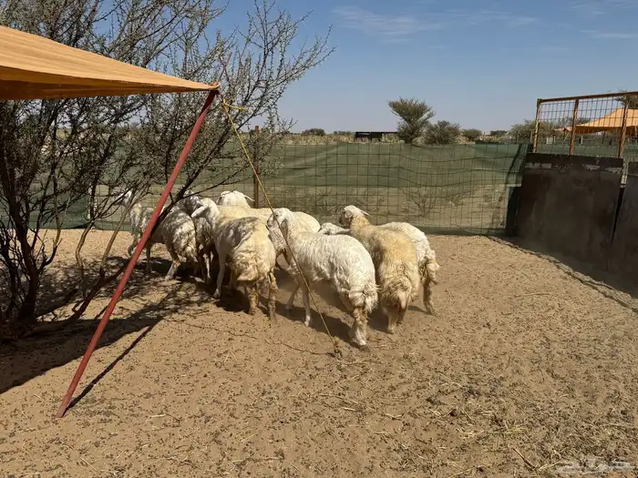 رخال حريه صنف ( تم البيع الله يبارك للشاري ي رب ) . 4