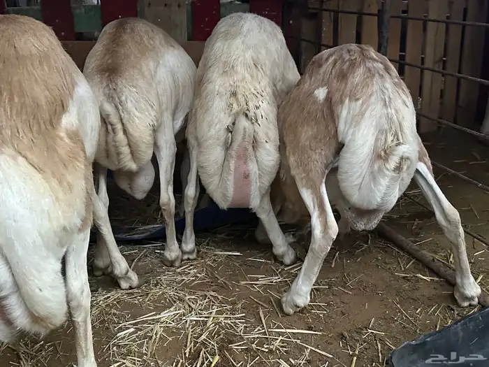 رفيد جذعان مرابي طب وتخير 75