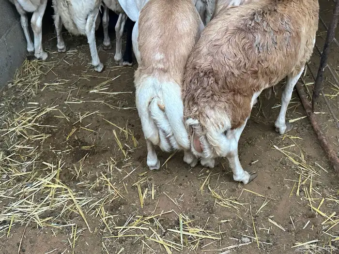 رفيد جذعان مرابي طب وتخير 94