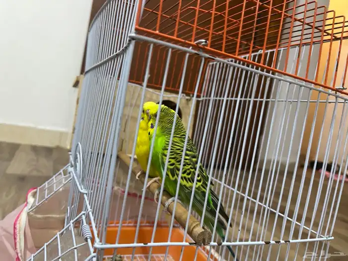 طيور حب بادجي 4