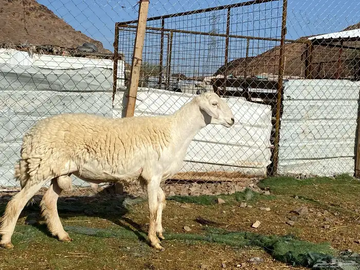 طلي حري صنف الصنف ثني فحل مشروط يقشع 5