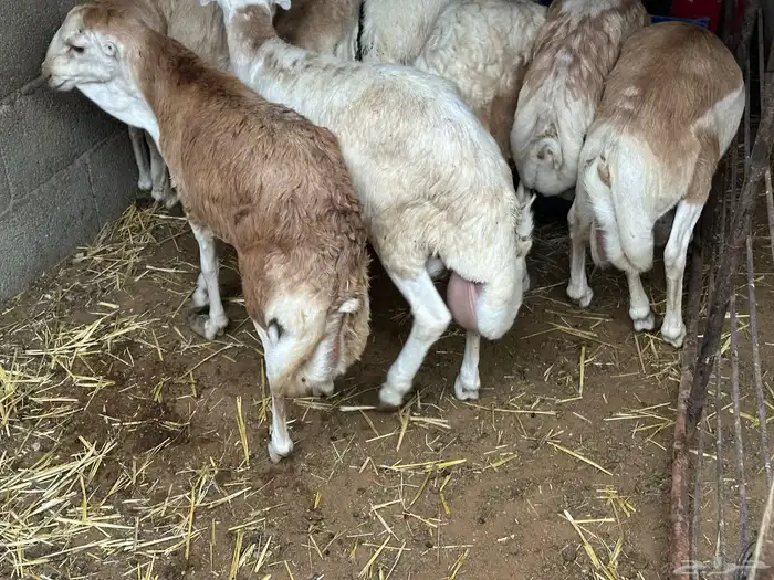 رفيد جذعان مرابي طب وتخير 95