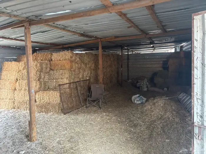 عزبه شمال سوق الغنم بالاحساء 10