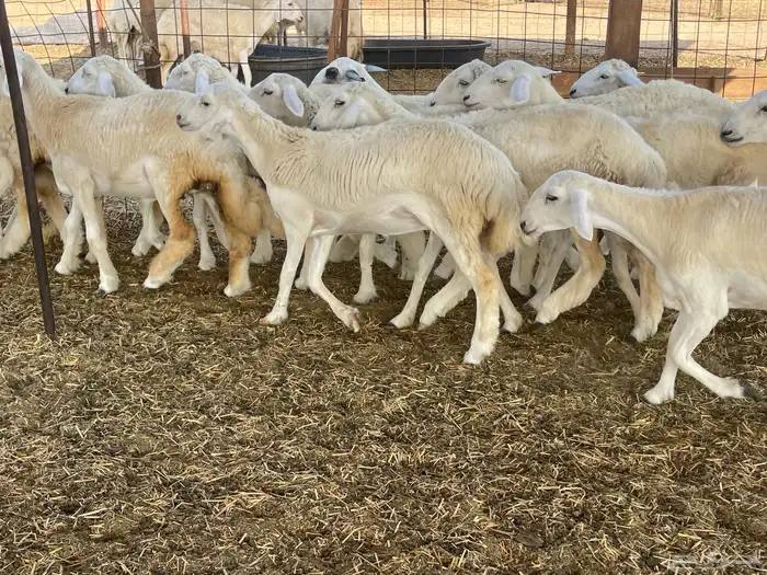 للبيع رخال ذبايح وتنفع مقاني 11