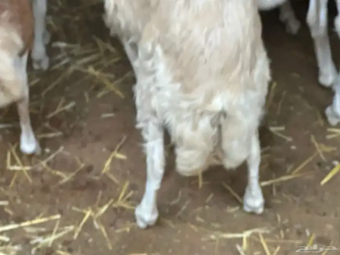 رفيديات جذعان مرآبي 27