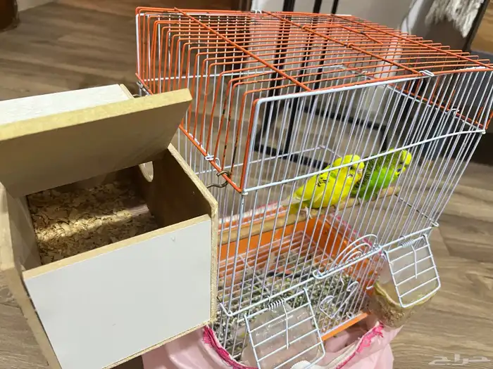 طيور حب بادجي 1