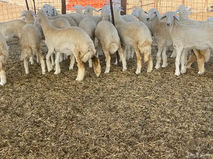 للبيع رخال ذبايح وتنفع مقاني 5