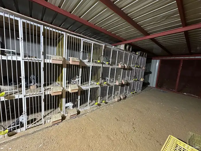 شبوك محاكر اقفاص 14