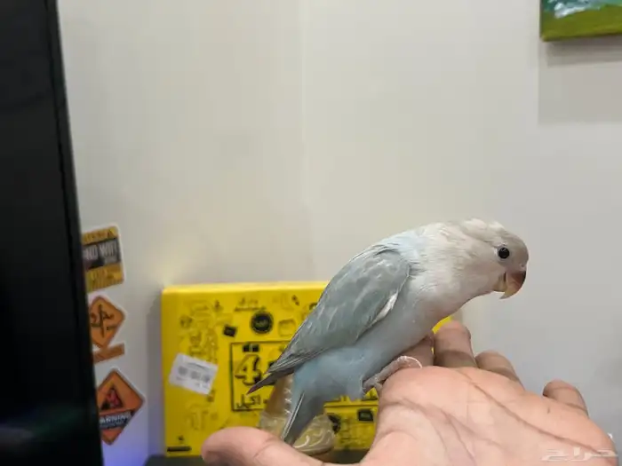 روز اليف وهدد تم البيع 3