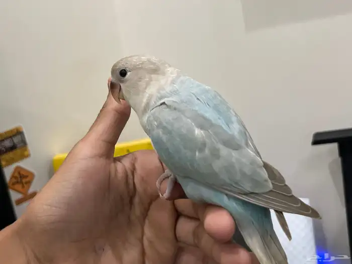 روز اليف وهدد تم البيع 4