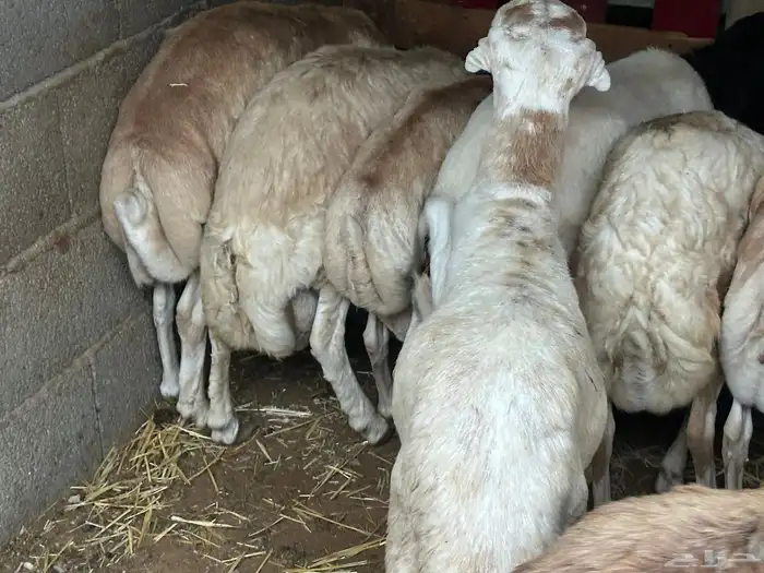 سواكن مرابي حمري 69