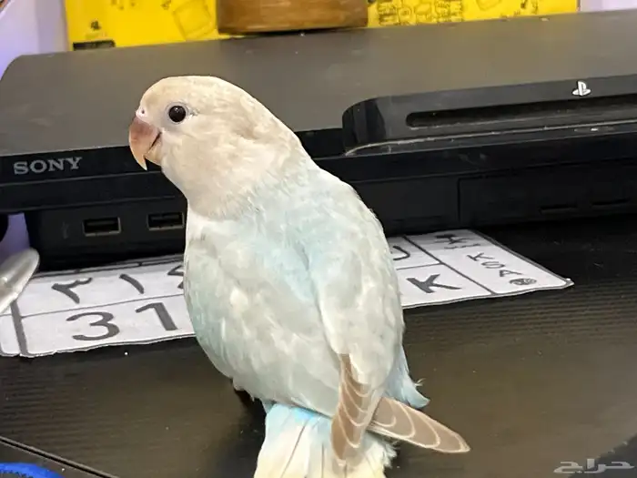 روز اليف وهدد تم البيع 1