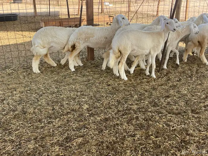 للبيع رخال ذبايح وتنفع مقاني 12